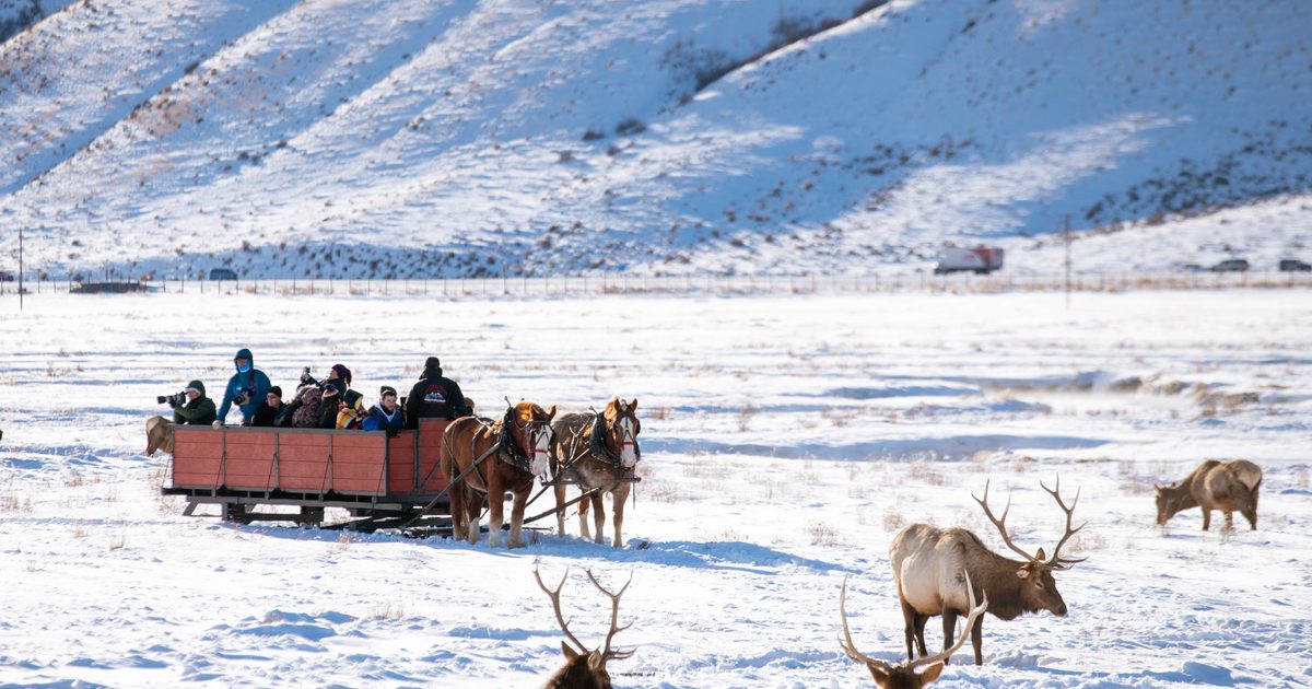 Elk Camel Ride Elk Refuge Sleigh Ride | The Clear Creek Group